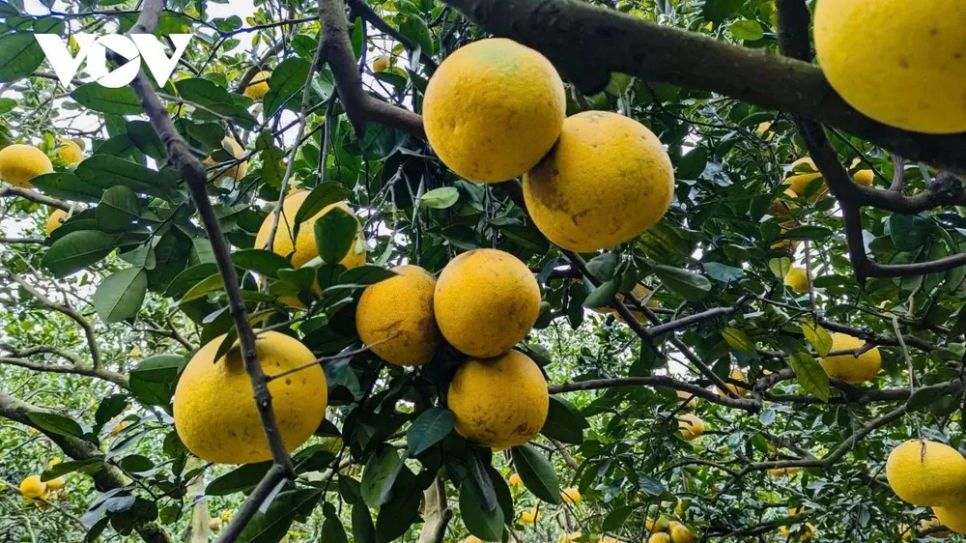 <p>Điểm đặc trưng của bưởi Diễn là càng để lâu càng ngọt, hương vị thêm phần đậm đà. Mỗi quả có trọng lượng dao động từ khoảng 7-8 lạng đến 1,2 kg. Sau khi thu hái không nên thưởng thức ngay mà cần để thêm vài ngày, khi đó bưởi xuống nước, múi săn chắc, vị thơm và ngọt rõ rệt hơn.</p>