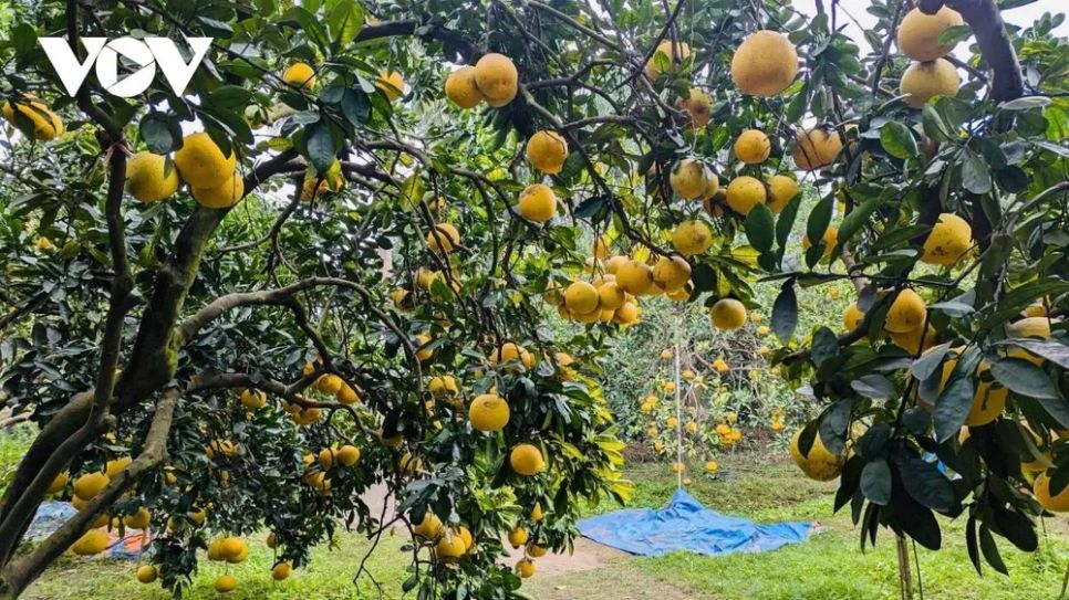 <p>Hàng năm, bưởi Diễn bắt đầu vào vụ thu hoạch từ tháng 10 âm lịch và được thu hái dứt điểm vào khoảng ngày 15/12 âm lịch, đúng thời điểm cao điểm phục vụ thị trường Tết Nguyên đán. Giống bưởi Diễn chín rộ vào các tháng 11-12 âm lịch, trùng với dịp cận Tết nên được nhiều người dân khắp nơi tìm đến đặt mua, vừa để sử dụng trong gia đình, vừa làm quà biếu. Nhờ dáng quả tròn đều, màu sắc đẹp mắt, cùng chất lượng thơm ngon đặc trưng, bưởi Diễn không chỉ có sức tiêu thụ tốt mà còn thu hút đông đảo khách thập phương đến tham quan, trực tiếp lựa chọn và mua bưởi ngay tại vườn.</p>