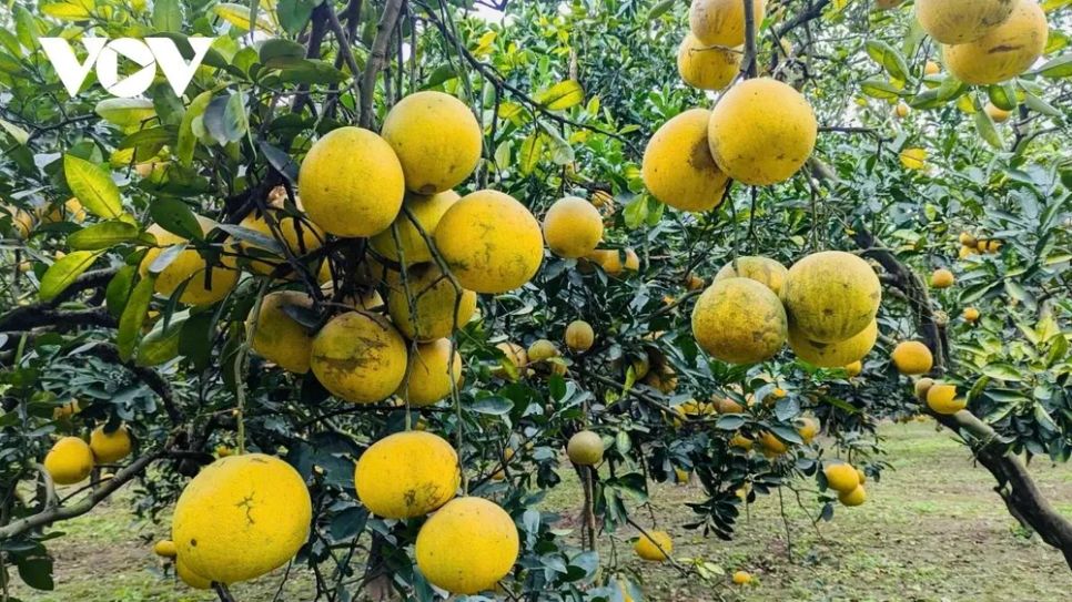 <p>Năm 2025, dù chịu nhiều thiệt hại do tác động của các cơn bão liên tiếp, song nhờ áp dụng kỹ thuật chăm sóc bài bản và kinh nghiệm ứng phó linh hoạt với thời tiết khắc nghiệt, người trồng bưởi vẫn giữ được vườn cây ổn định. Vào những tháng cuối năm, các trái bưởi có điều kiện phát triển tốt, đạt độ ngọt cao, dáng quả to tròn, đều đẹp, lớp vỏ chuyển vàng óng, bắt mắt.</p>