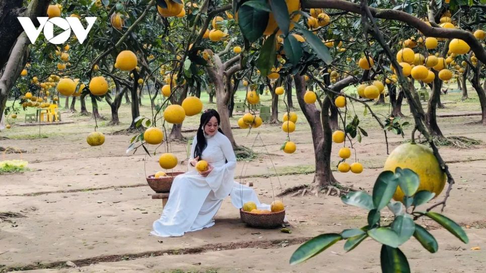 <p>Nhằm gia tăng nguồn thu, nhiều nhà vườn bưởi Diễn đã linh hoạt kết hợp mở thêm dịch vụ đón khách tham quan, check-in, chụp ảnh có thu phí. Mỗi ngày, các vườn bưởi thu hút khoảng 70-100 lượt khách đến tham quan, ghi lại những khoảnh khắc giữa không gian vườn cây trĩu quả. Không chỉ dừng lại ở hoạt động trải nghiệm, du khách còn được trực tiếp thưởng thức bưởi Diễn ngay tại vườn. Đây được xem là hình thức quảng bá sản phẩm hiệu quả, giúp bưởi Diễn đến gần hơn với người tiêu dùng thông qua trải nghiệm thực tế và cảm nhận hương vị đặc trưng.</p>