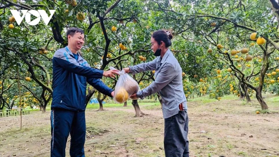 <p>Nhiều năm nay, cứ vào mỗi dịp cuối năm, anh Trần Vũng (Ninh Bình) lại tìm đến các vườn bưởi Diễn để chọn mua bưởi về thưởng thức. Theo anh Vũng, bưởi Diễn có hương vị đặc trưng, thơm ngon và là loại nông sản đã nổi tiếng từ lâu nên được cả gia đình yêu thích. “Ai cũng tò mò, muốn khám phá hương vị riêng của bưởi Diễn, vì thế năm nào tôi cũng đưa cả nhà đến đây vừa tham quan, chụp ảnh, vừa chọn mua bưởi tại vườn”. Điểm khác biệt của bưởi Diễn, theo anh Vũng, là khi ăn không để lại vị đắng, thay vào đó là hậu vị ngọt thanh, dễ chịu. Dịp Tết năm nay, anh dự kiến mua khoảng 500 quả bưởi Diễn để làm quà biếu người thân, bạn bè.</p>