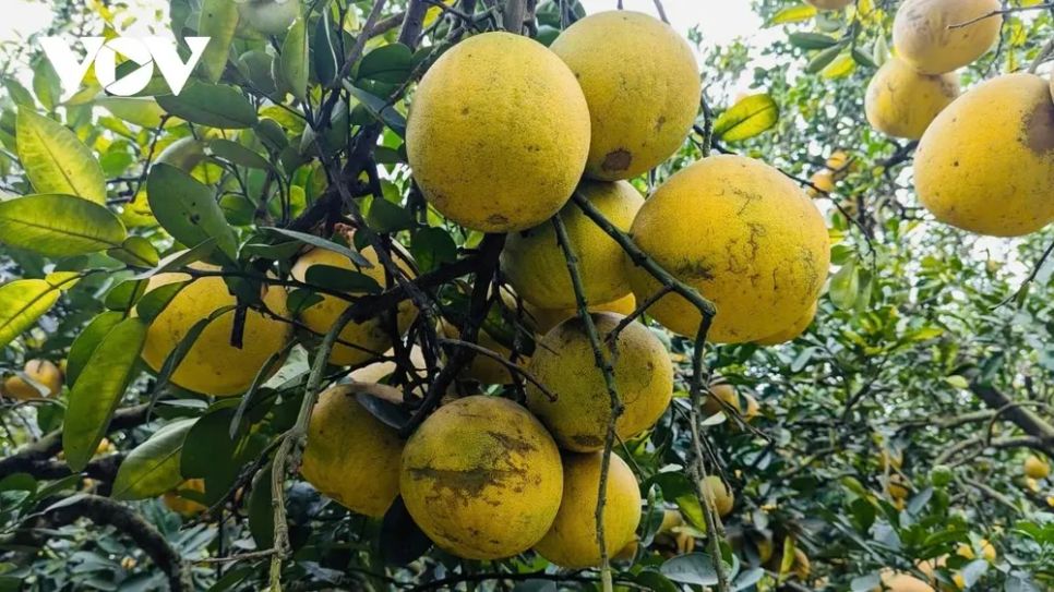 <p>Những gốc bưởi Diễn tại đây đều đã có tuổi đời trên 20 năm. Theo kinh nghiệm của người trồng bưởi lâu năm, bưởi càng già cây, vỏ càng rám thì hương vị càng thơm ngon, đậm đà và ngọt sâu.</p>