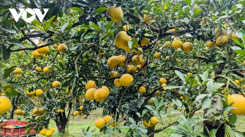 <p>Những trái bưởi Diễn chín vàng, căng tròn, tỏa hương thơm đặc trưng không chỉ hấp dẫn người mua mà còn khiến nhiều du khách say lòng khi đặt chân tới vườn bưởi những ngày cận Tết. Với vẻ ngoài đẹp mắt và ý nghĩa truyền thống, bưởi Diễn thường được lựa chọn bày trên bàn thờ tổ tiên trong dịp Tết Nguyên đán, thể hiện lòng thành kính của con cháu và gửi gắm ước vọng về một năm mới bình an, đủ đầy và hạnh phúc.</p>