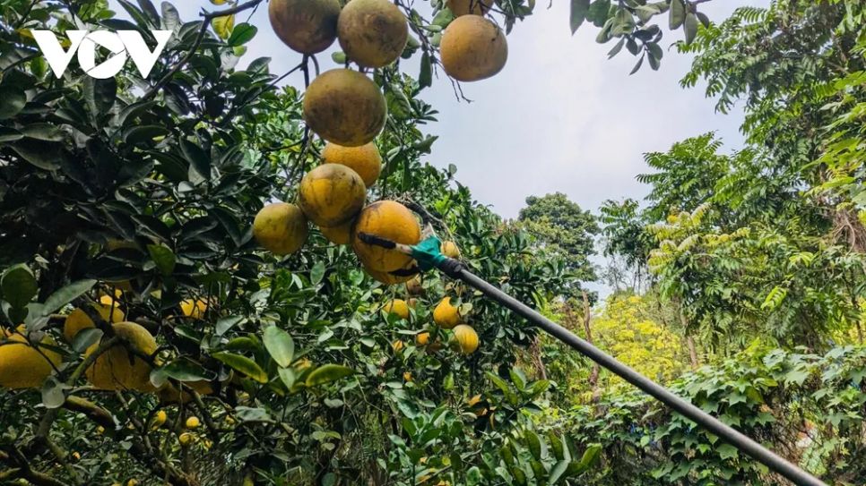 <p>Phường Phúc Diễn được xem là “thủ phủ” của bưởi Diễn, hiện còn gần 300 hộ dân gắn bó với nghề trồng bưởi, với tổng diện tích canh tác khoảng 27,9 ha. Nhằm giữ gìn thương hiệu truyền thống và đưa sản phẩm đến gần hơn với người tiêu dùng, nhiều năm qua các chủ vườn luôn duy trì mức giá bán ổn định, dao động từ 30.000-40.000 đồng/quả. Theo các nhà vườn, giá bưởi có sự chênh lệch nhất định, tùy thuộc vào trọng lượng quả, độ tuổi cây và thời gian trồng, song nhìn chung vẫn được giữ ở mức hợp lý để bảo đảm sức tiêu thụ trên thị trường dịp Tết.</p>