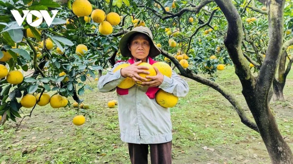 <p>Theo những người trồng bưởi lâu năm, bưởi Diễn không chỉ đơn thuần là một loại trái cây đặc sản mà còn mang ý nghĩa biểu trưng cho sự sung túc, ấm no. Hiện nay, giống bưởi này đã được nhân rộng và trồng tại nhiều địa phương như Đan Phượng (Hà Nội), cùng các tỉnh Hà Nam, Hưng Yên, Bắc Giang (cũ), Phú Thọ… Tuy nhiên, chính vùng đất Diễn xưa vẫn là nơi làm nên danh tiếng và hương vị đặc trưng, tạo dấu ấn riêng không thể trộn lẫn của bưởi Diễn.</p>