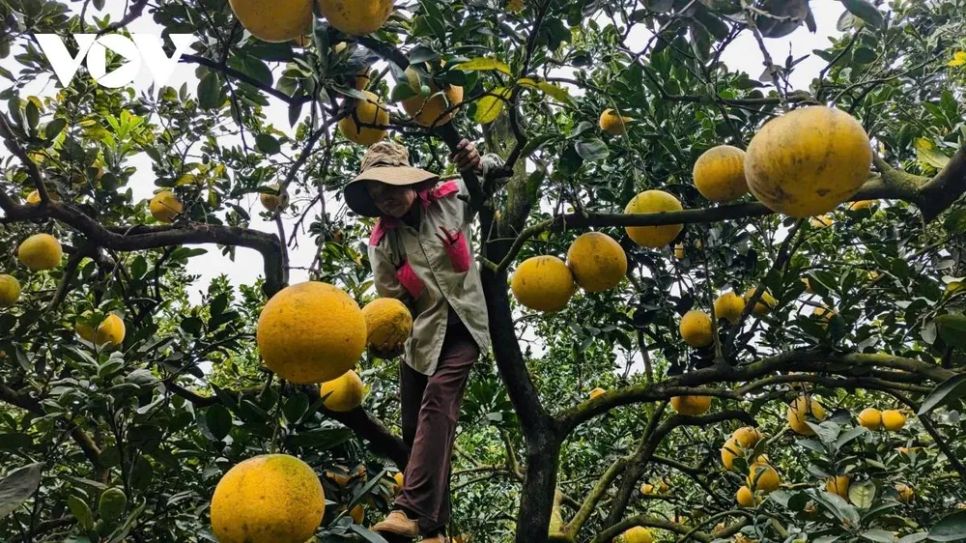 Thủ phủ bưởi Diễn hối hả vào mùa thu hoạch dịp Tết