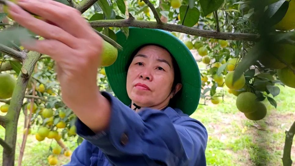 Bà Phan Thị Hiền chăm sóc vườn cam