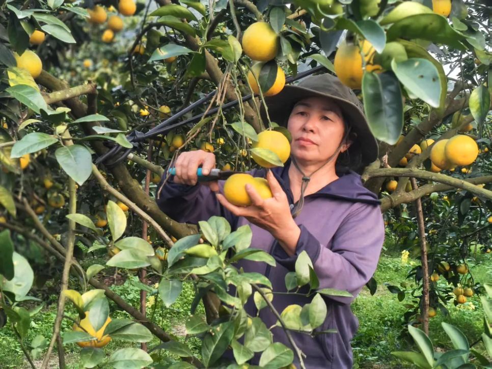 Bà Phan Thị Hiền đang chăm sóc, thu hoạch cam