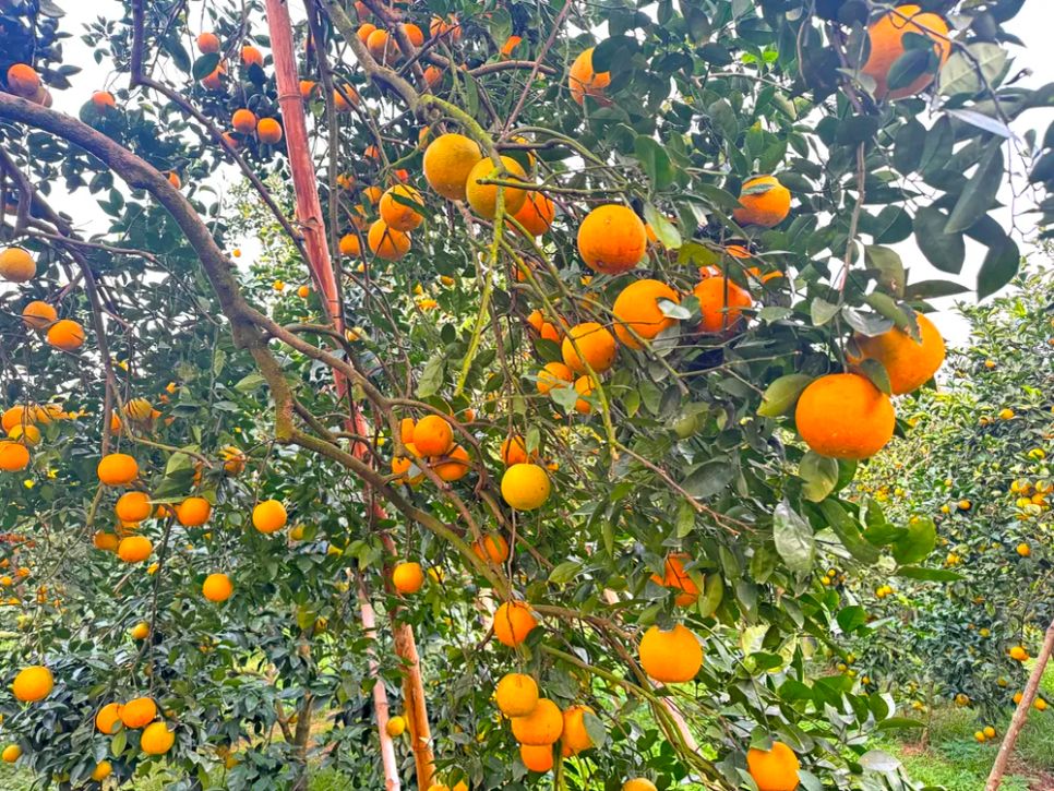 Cam trĩu quả vàng rực tại các nhà vườn ở xã Đồng Lộc
