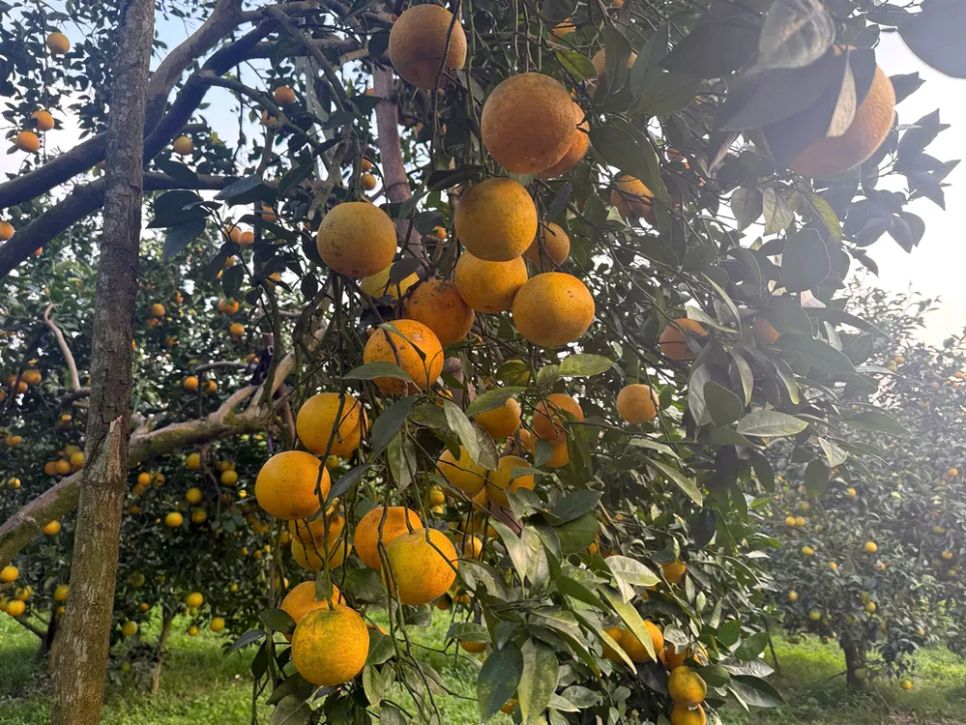 Ngắm những vườn cam chín vàng sẵn sàng vụ Tết