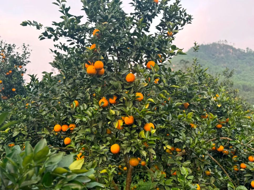 Ngắm những vườn cam chín vàng sẵn sàng vụ Tết