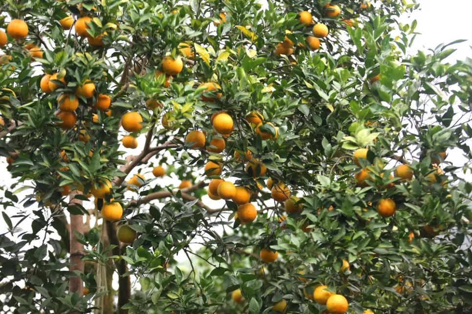 Ngắm những vườn cam chín vàng sẵn sàng vụ Tết