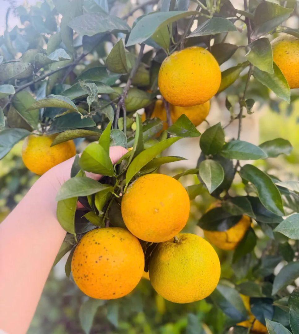 Ngắm những vườn cam chín vàng sẵn sàng vụ Tết