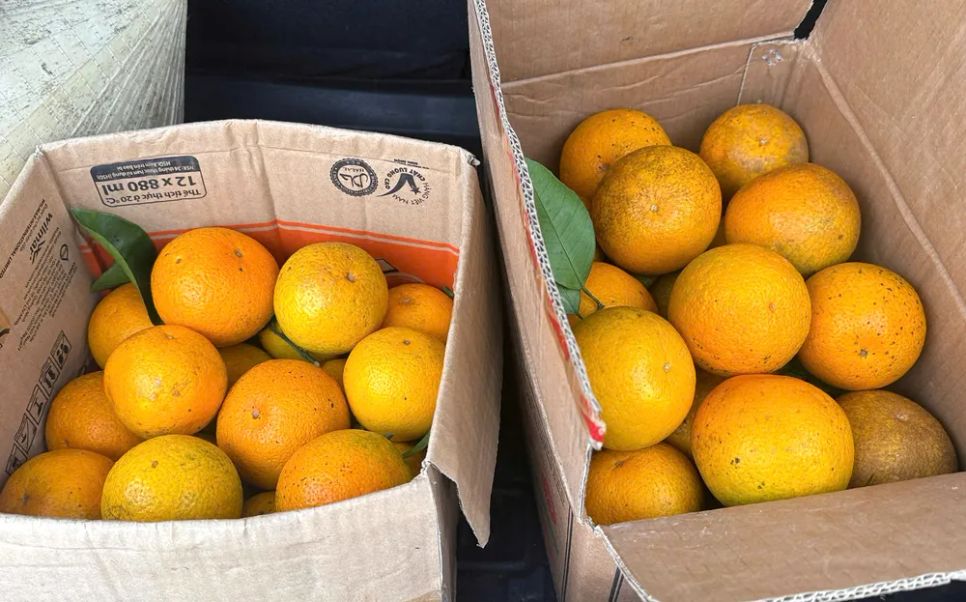 Ngắm những vườn cam chín vàng sẵn sàng vụ Tết