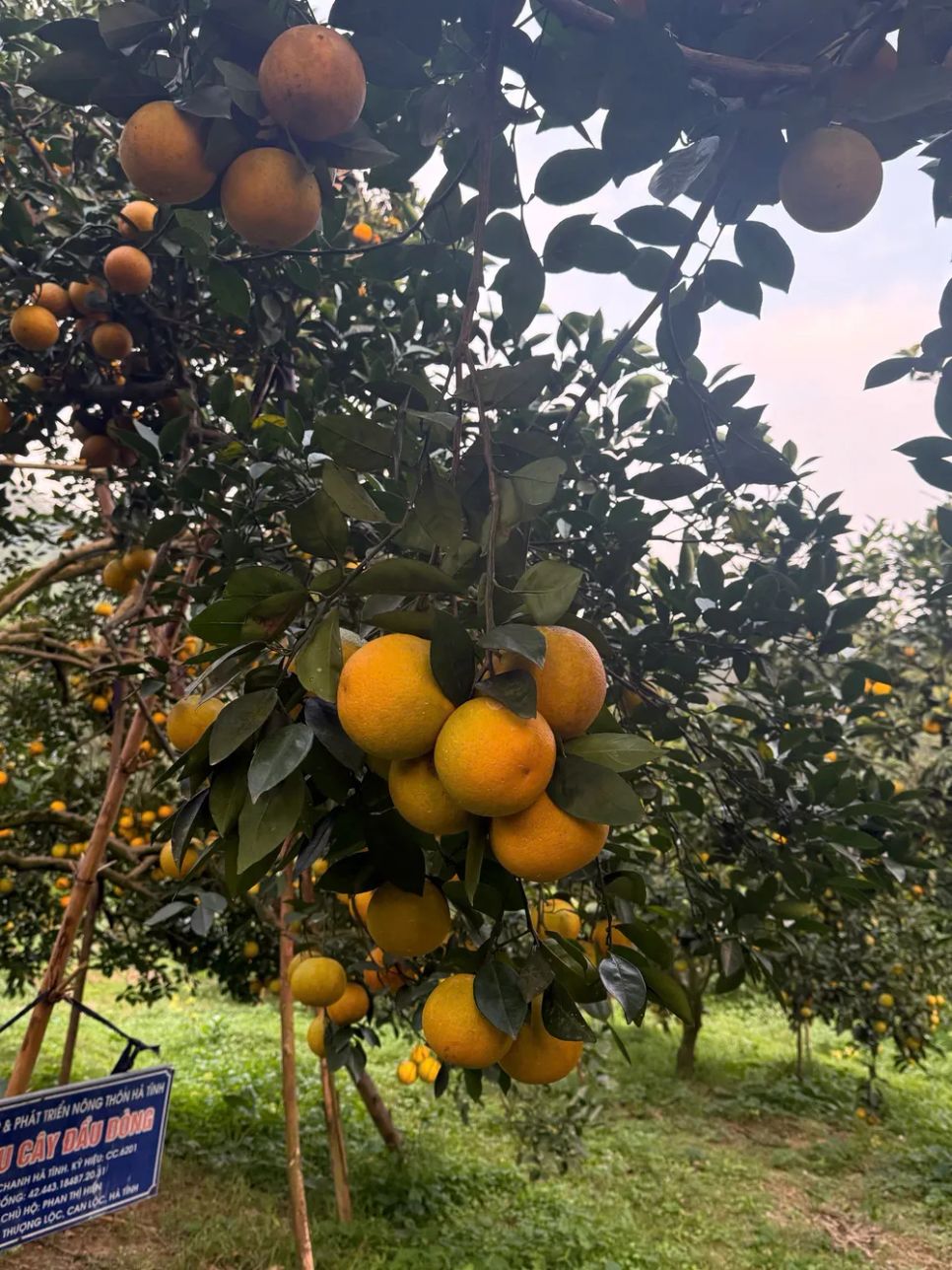 Ngắm những vườn cam chín vàng sẵn sàng vụ Tết