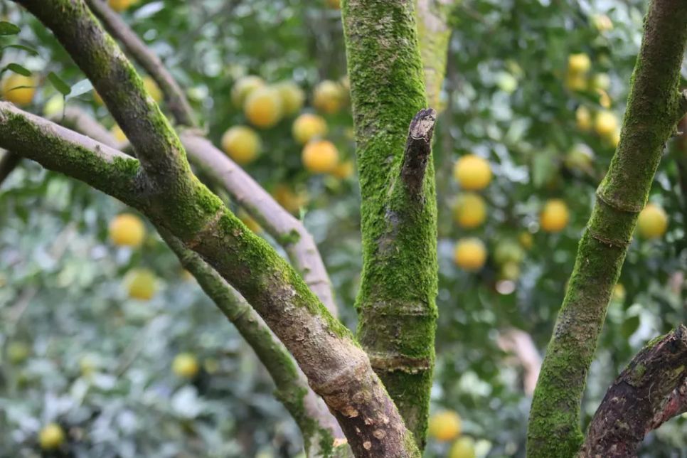 Ngắm những vườn cam chín vàng sẵn sàng vụ Tết