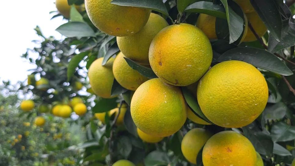 Ngắm những vườn cam chín vàng sẵn sàng vụ Tết