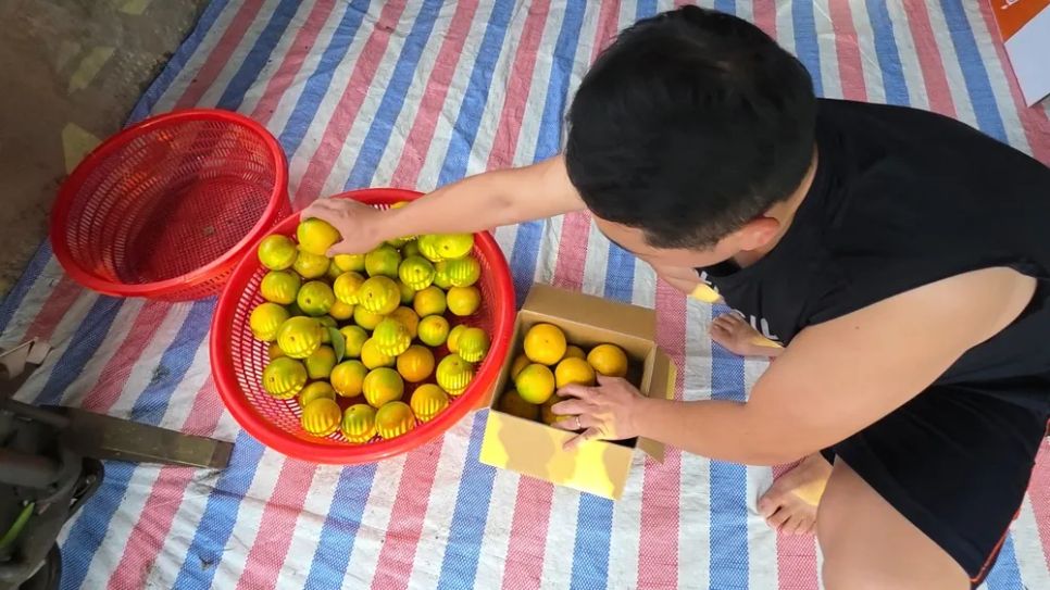 Ngắm những vườn cam chín vàng sẵn sàng vụ Tết