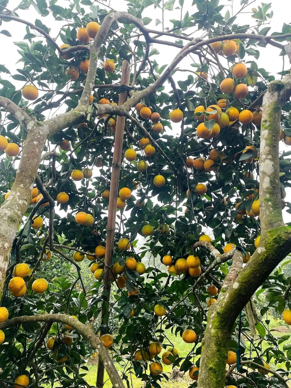 Ngắm những vườn cam chín vàng sẵn sàng vụ Tết