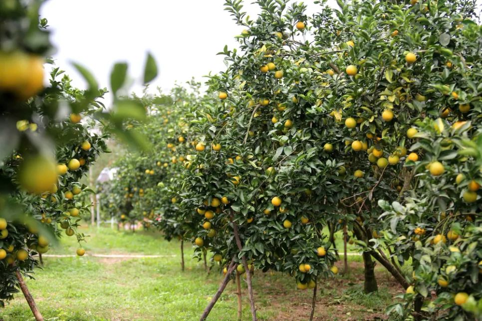 Ngắm những vườn cam chín vàng sẵn sàng vụ Tết