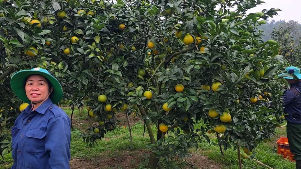 Ngắm những vườn cam chín vàng sẵn sàng vụ Tết