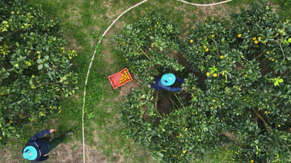 Ngắm những vườn cam chín vàng sẵn sàng vụ Tết