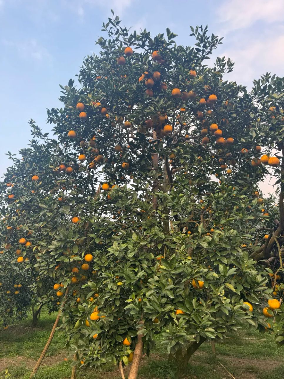 Ngắm những vườn cam chín vàng sẵn sàng vụ Tết