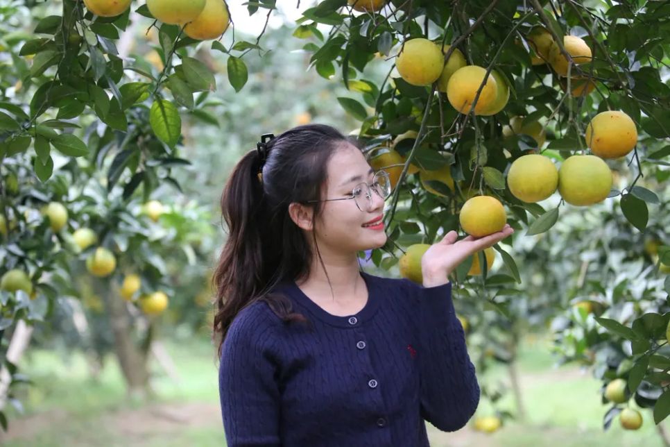 Ngắm những vườn cam chín vàng sẵn sàng vụ Tết