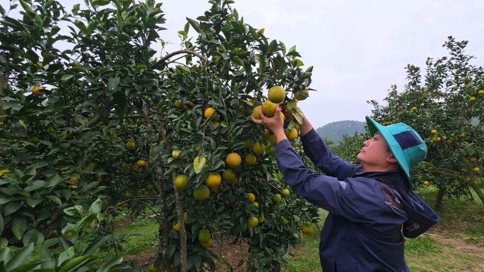 Người dân chăm sóc cam để cung ứng thị trường tết