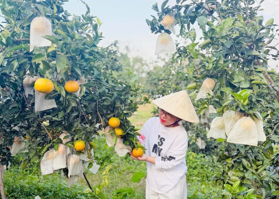 Người dân đến tận vườn thu mua cam