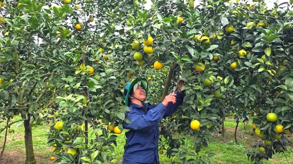 Người dân rất phấn khởi vì cam được mùa