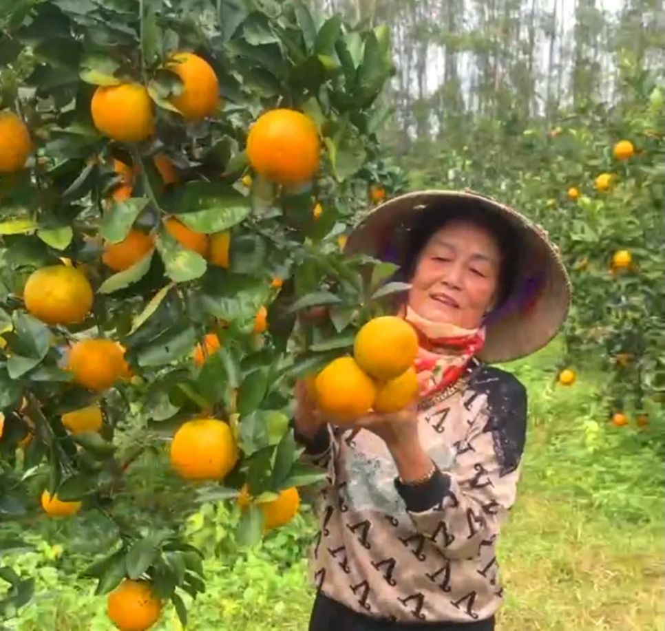 Người dân thu hoạch, chăm sóc vườn cam