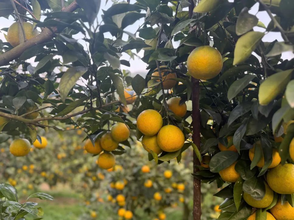 Những cây cam trĩu quả, chín vàng đẹp mắt