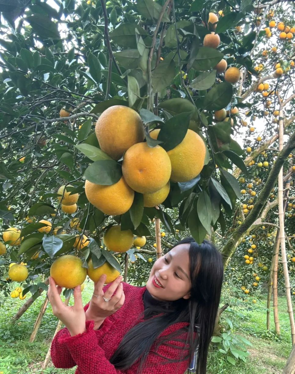 Những vườn cam trĩu quả ở xã Đồng Lộc