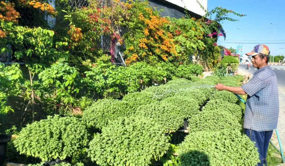 Cúc mâm xôi đang được nhiều thương lái ở tận Hà Nội đặt hàng. Ảnh: TÍN HUY