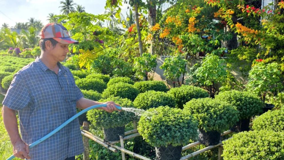 Nông dân xã Phước Mỹ Trung đang chăm từng chậu hoa cúc mâm xôi để chuẩn bị đón Tết nguyên đán. Ảnh: TÍN HUY