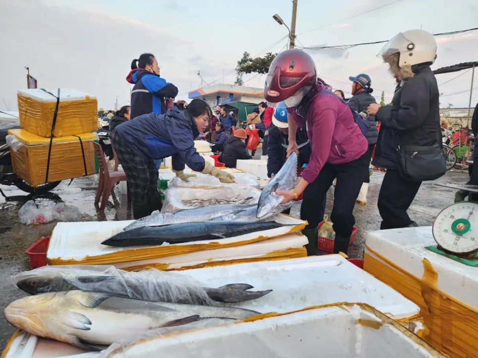 Ngư dân miền Trung vươn khơi trúng 