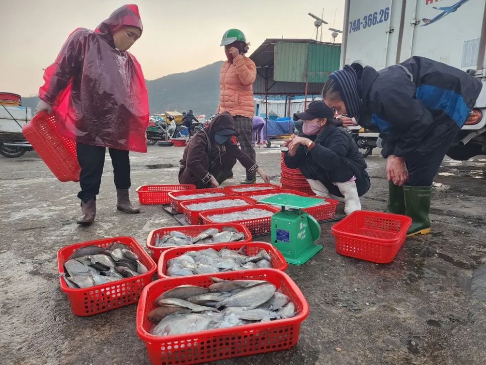 Ngư dân miền Trung vươn khơi trúng 