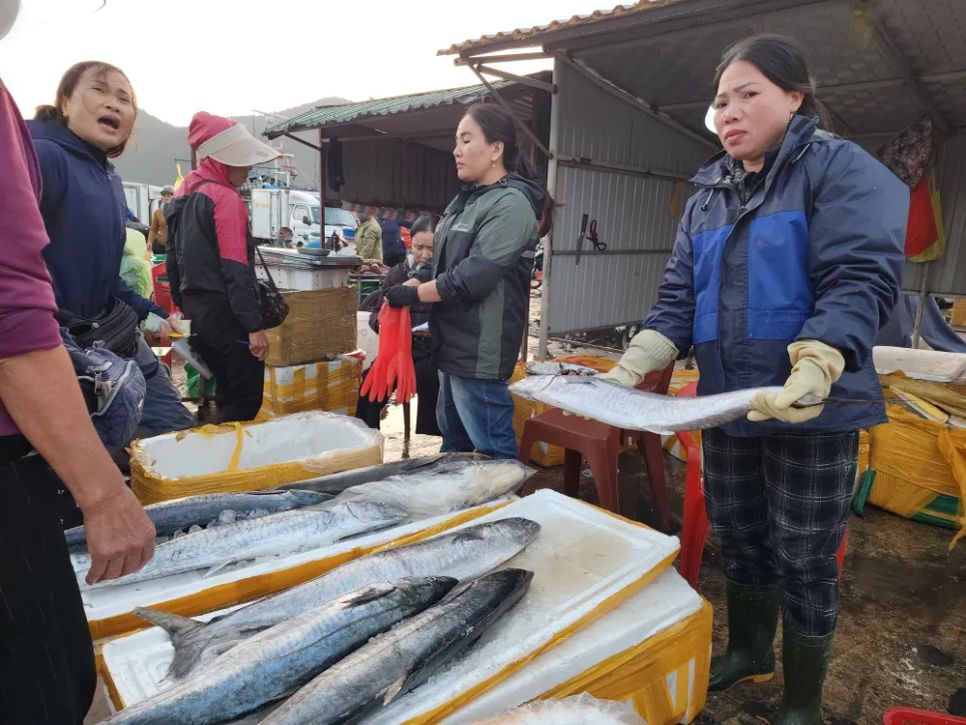 Ngư dân miền Trung vươn khơi trúng 