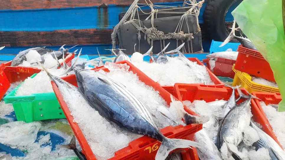 Những cá ngừ sọc dưa có kích thước lớn được ngư dân xa bờ Gia Lai đánh bắt