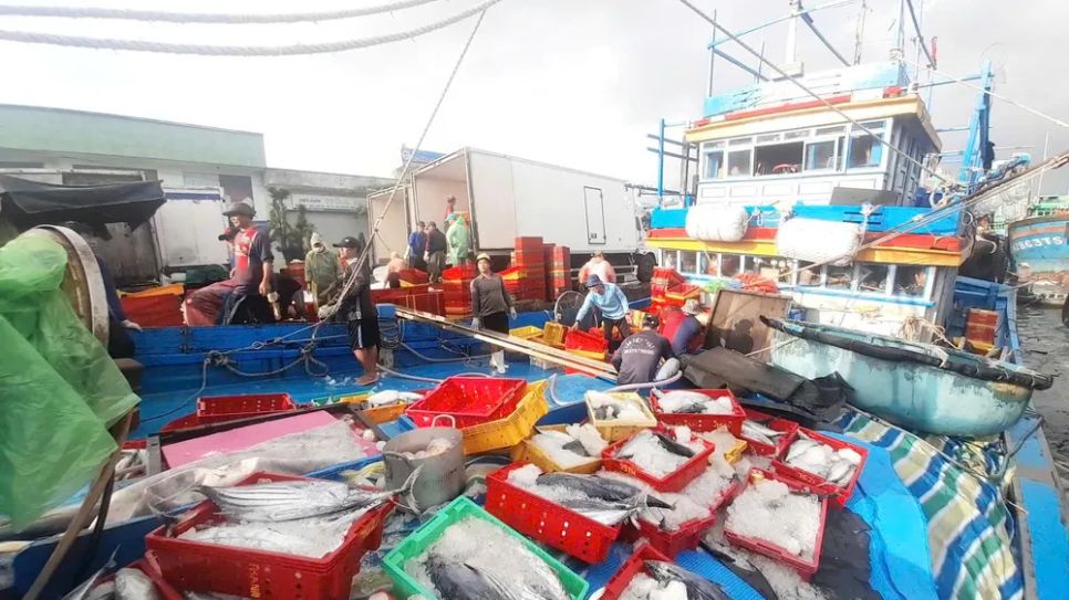 Những khoang cá đầy ắp bán đầu năm ở cảng cá Quy Nhơn