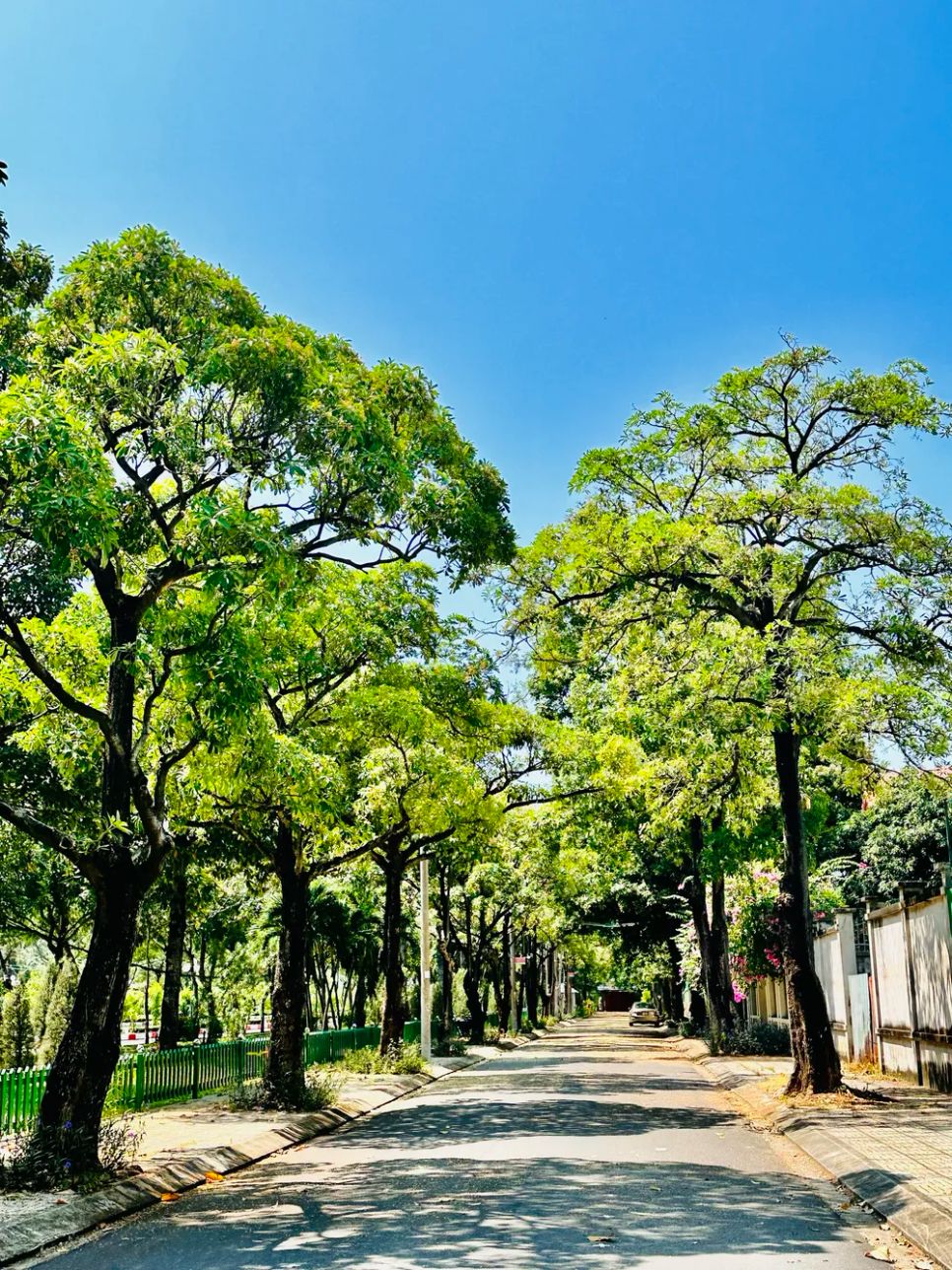 Hàng cây hoa sữa trên đường nội bộ Khu đô thị Chí Linh (phường Rạch Dừa, TPHCM)