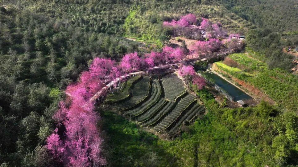 Hoa Tớ Dày (người địa phương gọi là hoa đào rừng) nở hồng trên vùng núi cao