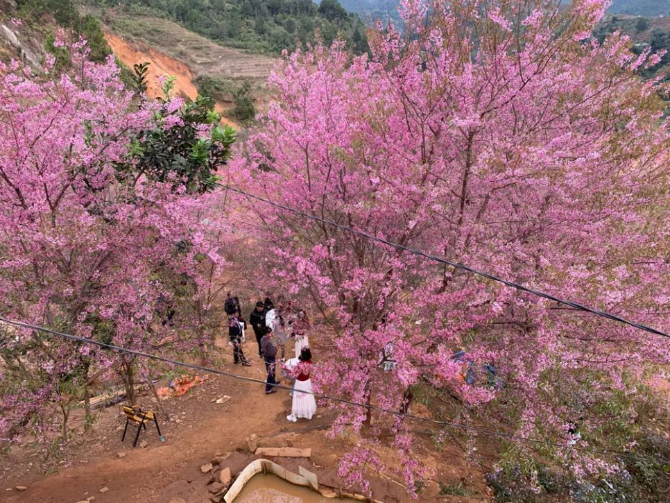 Lễ hội Hoa Tớ Dày và các hoạt động chào xuân 2026