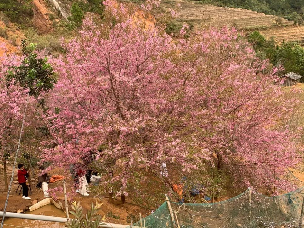 Lễ hội Hoa Tớ Dày và các hoạt động chào xuân 2026