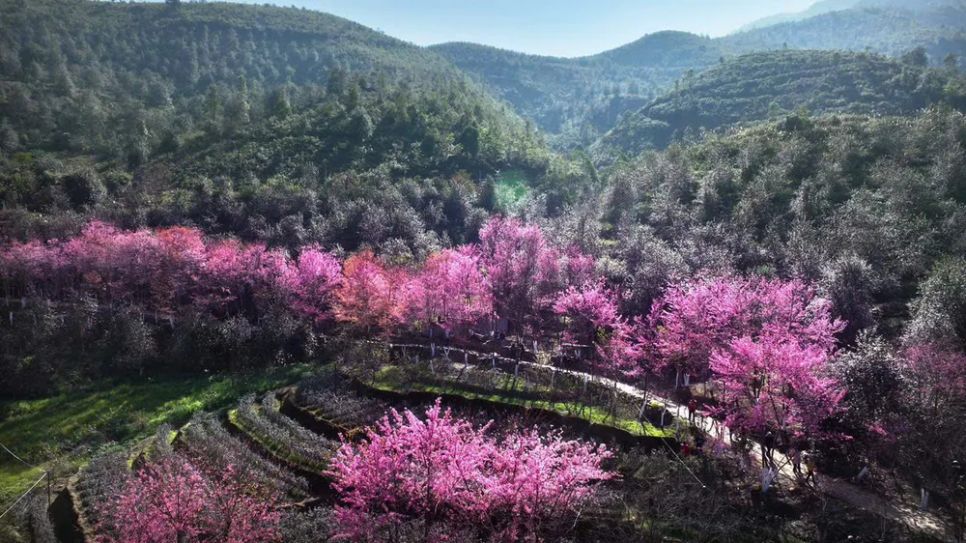 Lễ hội Hoa Tớ Dày và các hoạt động chào xuân 2026