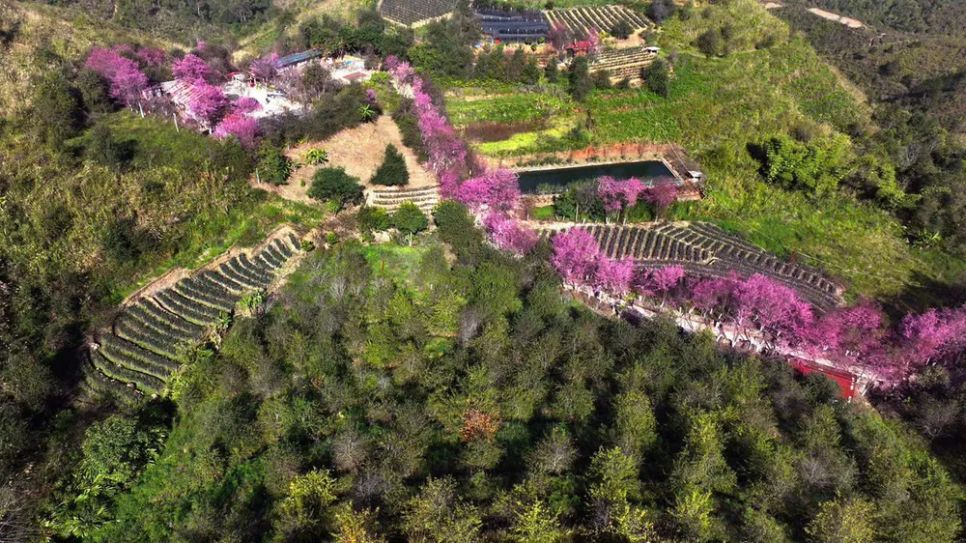 Lễ hội Hoa Tớ Dày và các hoạt động chào xuân 2026