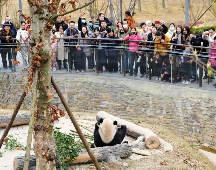 Du khách đến tham quan tại cơ sở bảo tồn gấu trúc tại TP Miên Dương, tỉnh Tứ Xuyên, Trung Quốc (<span style=