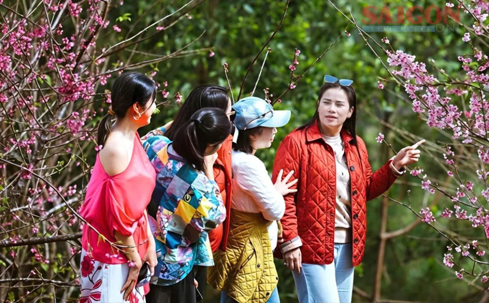 Bà Bạch Thị Mân (bên phải), Phó Giám đốc Sở VHTTDL tỉnh Quảng Ngãi trực tiếp thuyết minh về vẻ đẹp Măng Đen với điểm nhấn là hoa anh đào với du khách