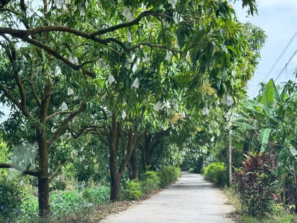 Sức sống mới trên cù lao Tân Thuận Đông